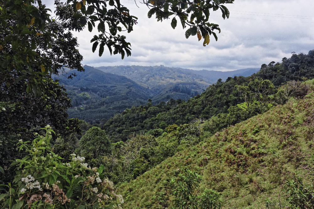 Café de colombia