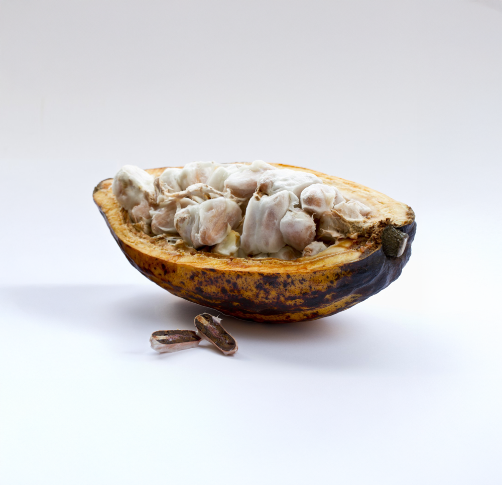 Cacao-criollo-colombiano